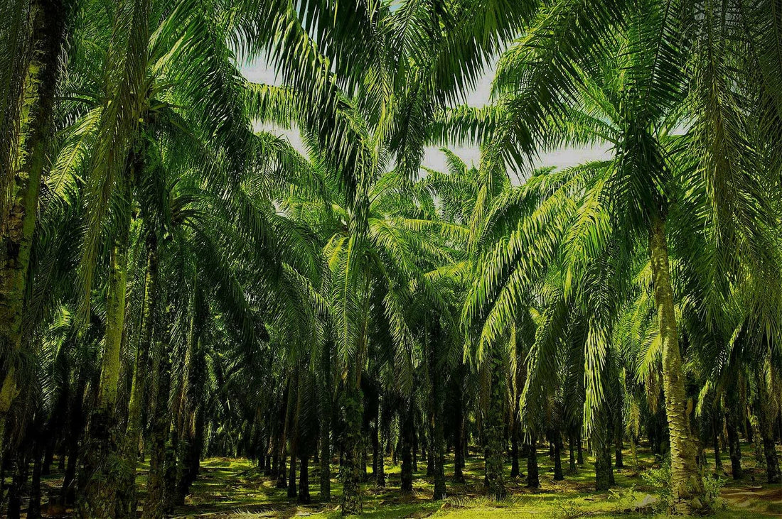 Why Palm Oil is Hurting Wildlife (and What You Can Do About It) People Pleaser Co.