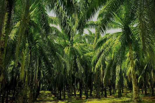 Why Palm Oil is Hurting Wildlife (and What You Can Do About It) People Pleaser Co.